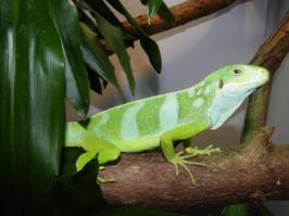 Male Fijian Iguana