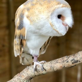 Kiwick the Barn Owl