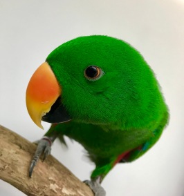 Freddie the Eclectus Parrot