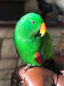 Freddie the Eclectus Parrot