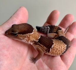 Coco the Fat-Tailed Gecko