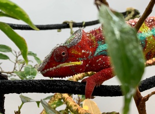 Rio the Panther Chameleon