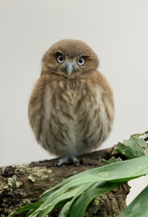 Pip the Brazilian Pygmy Owl