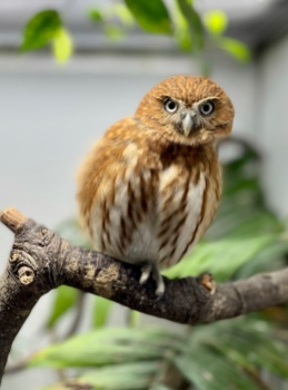 Pip the Pygmy Owl