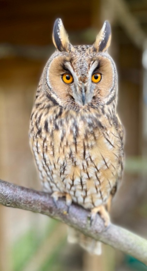 Oti the Long-Eared Owl