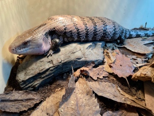 Barney the Blue Tongue Skink