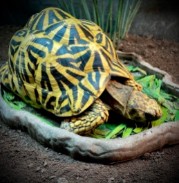 India the Indian Star Tortoise