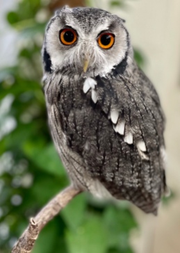 Misty the White-Faced Scops Owl