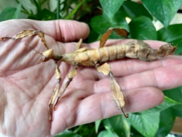 Twiggy the Female Macleay's Spectre Stick Insect