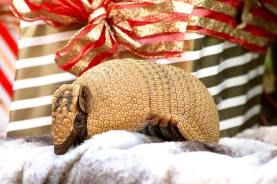 Herbie the Three Banded Armadillo